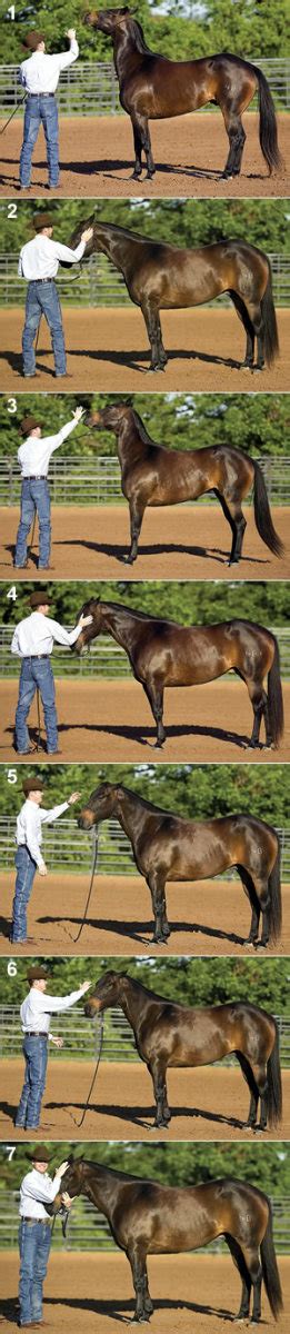 Correct a Head-Shy Horse with Clinton Anderson - Horse and Rider