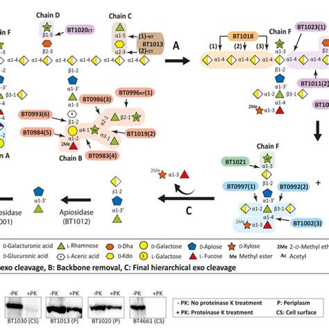 Correction: Corrigendum: Complex pectin metabolism by …