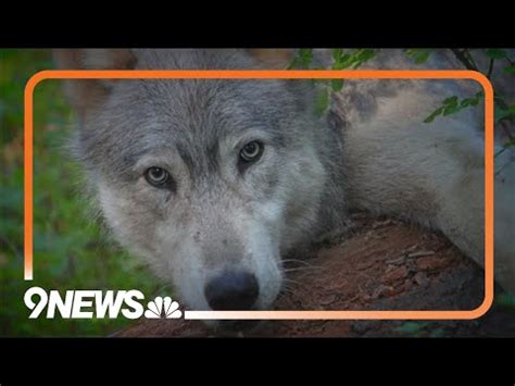 Correction: Judge yet to rule on industry request to delay wolf reintroduction
