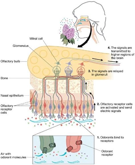The olfactory mucosa consists of a specialized olfactory epithelium and the lamina propria, in which Bowman glands, bundles of olfactory axons and ensheathing glia occur (Figs. 9 and 10).The interindividual extent of the olfactory mucosa varies significantly. The most constant outline with olfactory mucosa is seen directly beneath the superior turbinate, the opposite septal area, and the .... 