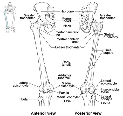 Anatomical terminology is a form of scientific terminology used by anatomists, ... The thigh is the femur and the femoral region. The kneecap is the patella and patellar while the back of the knee is the popliteus and popliteal area. ... Labels of human body features displayed on images of actual human bodies, from which body hair and male .... 