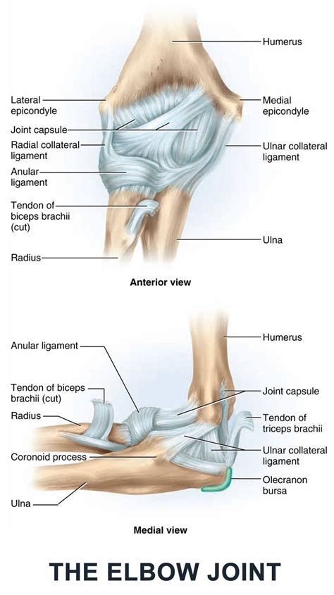 What are the 6 anatomical components of the ELBOW JOINT? Cl