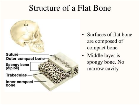 Anatomy of a Long Bone. A long bone can be