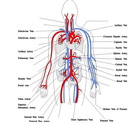 Correctly label the following major systemic arteries. Things To Know About Correctly label the following major systemic arteries. 