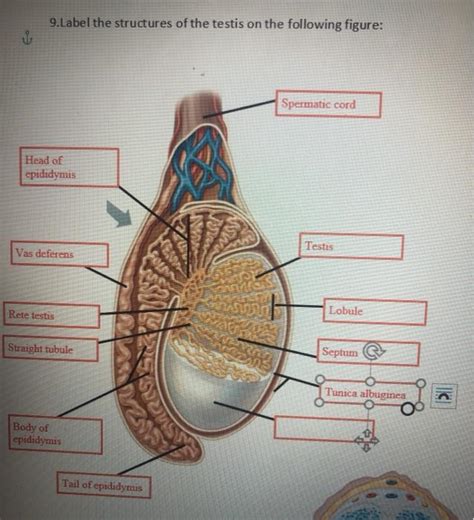 Anatomy and Physiology questions and answers. Correctly label the following parts of the testis. Tunica vaginalis Spermatic cord Ductus deferens Tail of epididymis Tunica albuginea Head of epididymis Testis Septum Blood vessels and nerves Rete testis Lobule Lobule Body of epididymis Efferent ductile Seminiferous tubule cm. 