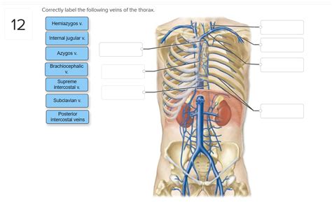 Correctly label the following veins of the thorax.. ... vein. Veins. The veins carry blood back to the heart (see Figure 5-8). Blood leaving capillaries first enters small venules, which then merge into larger veins. 