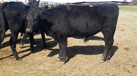 We have Jersey cows and breed them to Angus. Right now we have a smooth black cow (1/2 Angus, 1/2 Jersey) with a 3/4 Angus calf. You can still see the dairy in him. We will put him in the freezer. If the offspring resembles a Corriente, you will get docked at the auction (just like dairy cross stock gets docked.)