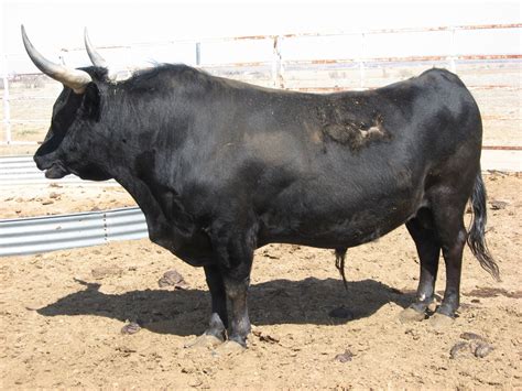 17 Corriente cows bred to Black corriente bull