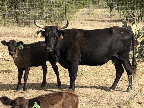 Corriente cattle for sale. Cow Calf Pairs for Sale: 65 - Young Corriente Cows with Brahman Calves - Texas 65 4-6 year old Corriente cows with Brahman calves out of V8 Brahman bulls. Calves are babies to 180... 