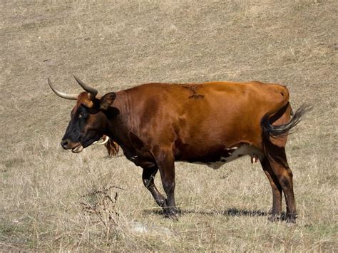 Corriente cattle, also known as Criollo or Chinampo cattle, are a beef cattle breed that originated in Mexico and the southwestern United States. They are a hardy …