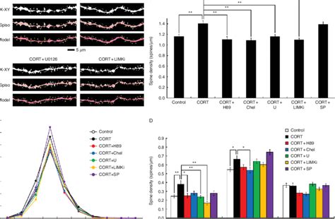 Cortcu Halı ve Koltuk Yıkama