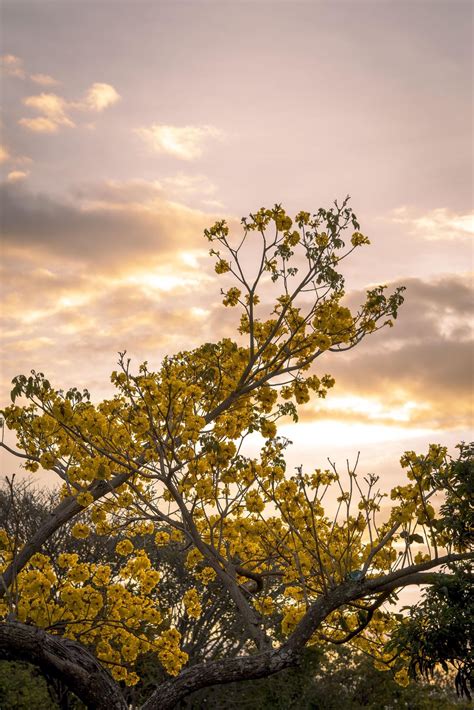 Corteza amarilla in Costa Rica - Sony a6400 (sigma 56mm 1.4)