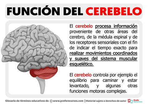 Corteza cerebelosa: qué es, capas y funciones