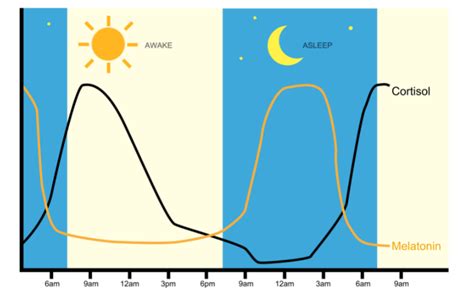 Cortisol Levels Throughout The Day - KnowYourHormones.net