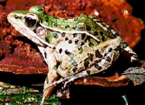 Cortland Herpetology Connection -- Frog Pictures