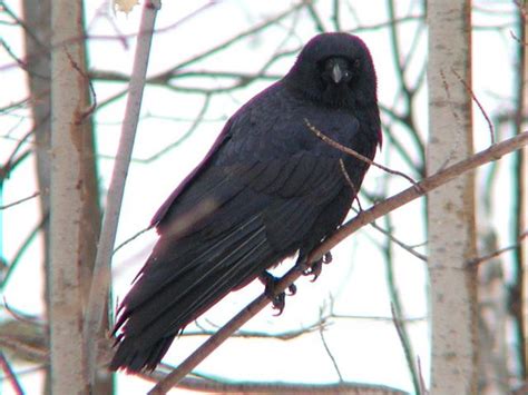 Corvus brachyrhynchos (American crow) - Animal Diversity Web