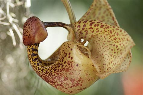 Coryanthes Orchid ("Bucket Orchid") - Orchid Care …