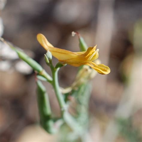 Corydalis Tincture – Desert Tortoise Botanicals