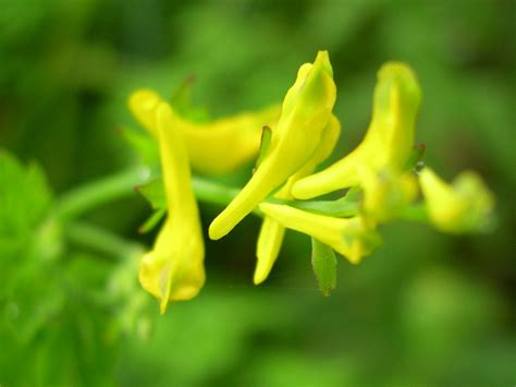 Corydalis kushiroensis - Wikispecies