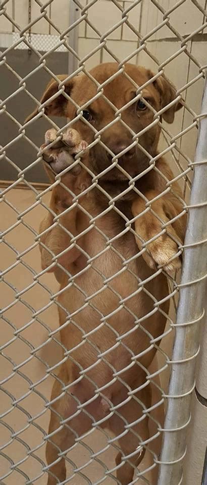 See more of Harrison County Animal Control, Cor