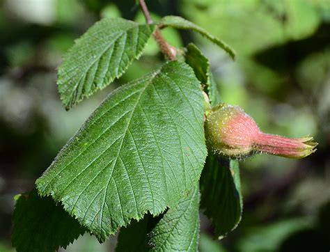 Corylus cornuta var. californica - Oregon State …