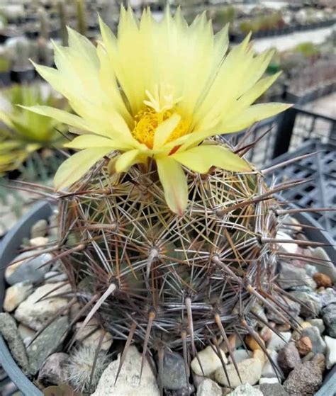 Coryphantha cornifera (KRPCO)[Overview] EPPO Global Database