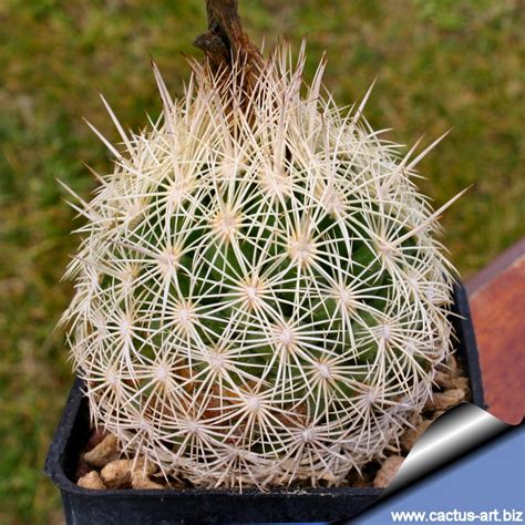 Coryphantha echinus