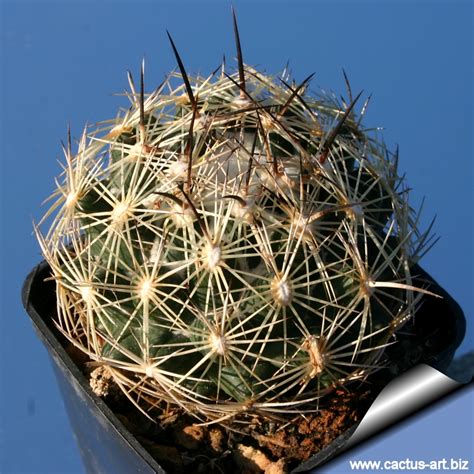 Coryphantha salm-dyckiana - Cactus-art