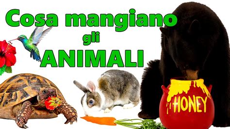 Cosa mangiano gli erbivori? - areasosta.com