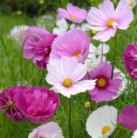 Cosmos Flowers Meaning & Symbolism - Om Your Energy