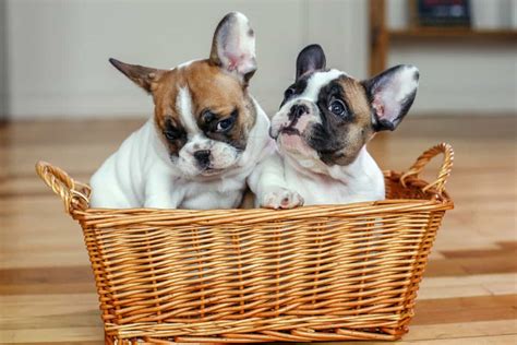 Cost Of A French Bulldog Puppy