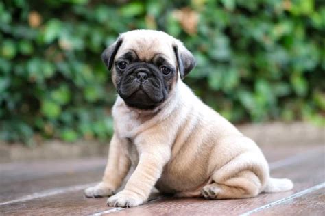 Cost Of Pug Puppy
