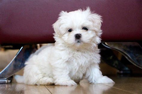 Cost maltese puppy. Things To Know About Cost maltese puppy. 
