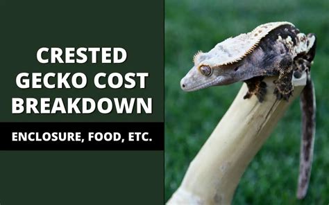 Cost of Owning a Crested Gecko (Full Breakdown) - Reptile Maniac