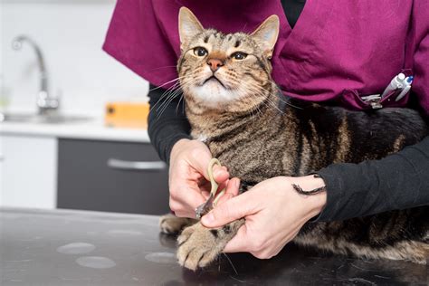 Cost of cat grooming at petco. Get affordable cat & dog vaccinations, microchipping & more at your neighborhood Petco. We offer rabies vaccines, lepto vaccines, vaccination packages and more! 