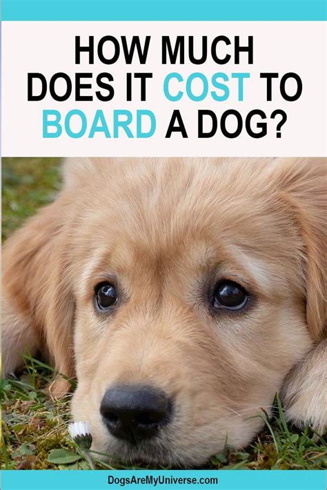 Cost to board a dog. If it's one dog, it's $70 night. That price does include the cost of daycare. A lot of other places, you have to pick up by 11:00 in the morning or noon, ... 