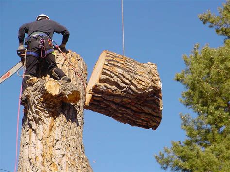 Cost tree removal. The cost to cut down a pine tree will depend on the type of pine. There are 3 x popular types of pine trees. Cypress/Conifer will cost $350 – $1,500, and a Norfolk Island pine will cost more to remove because of its size, so $2,200 – $4,500. And a Radiata pine will cost $1,700 – $3,120 to cut down. 