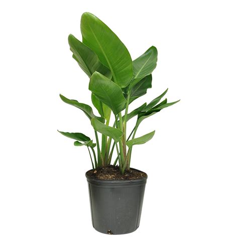 Costa Farms White Bird Of Paradise House Plant in 10-in Pot