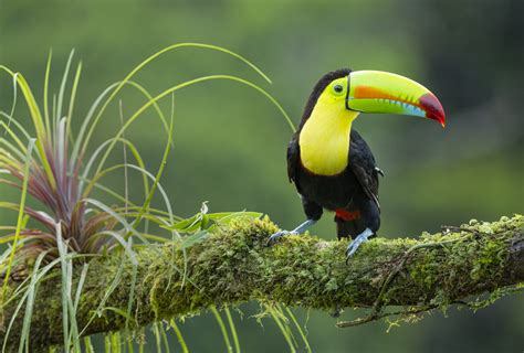 Costa Rica - Cloud Forest 2024 - Steve Gettle Nature Photography