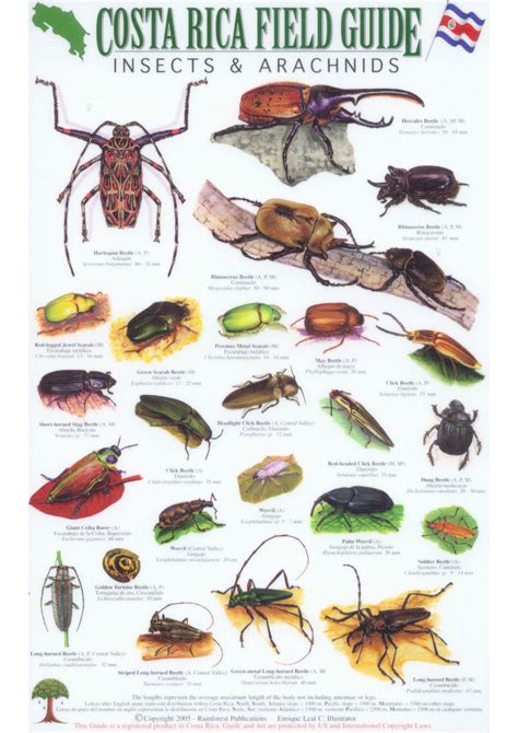 Costa rica field guide insects arachnids. - Nevada construction business and law manual.