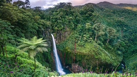 Costa rica rain forest. Next stop it's deep into the jungle for a stay at our favorite luxury retreat, Pacuare Lodge. Tucked away in a steep river gorge deep in the pristine, ... 