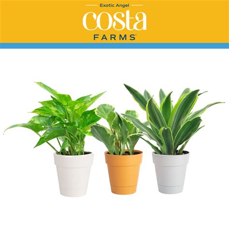 Costafarms - Jan 18, 2024 · Costa Farms®, a Miami-based leader in horticulture for over 60 years, proudly announces the acquisition of Battlefield Farms, a renowned grower of over 700 varieties of annuals and perennials in ... 