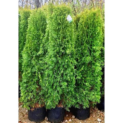 Four trees provide 32-40' of privacy. Ships with an average size of 40" tall, floor to tip. One of the best privacy trees on the market today! Evergreen foliage stays colorful & grows in any well-drained soil. Fast-growing tree, grows up to 3 feet a year. Zones 5-8, sun/part sun, 50′ tall x 10′ wide at maturity. Sale $19.99.