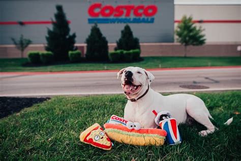 Costco dog. 15 Sept 2023 ... Dog Food List: https://bit.ly/DogFoodsList ▻ Shop Pet Finds: https://www.rachelfusaro.com/ Subscribe: http://bit.ly/SubscribeForDogs ... 