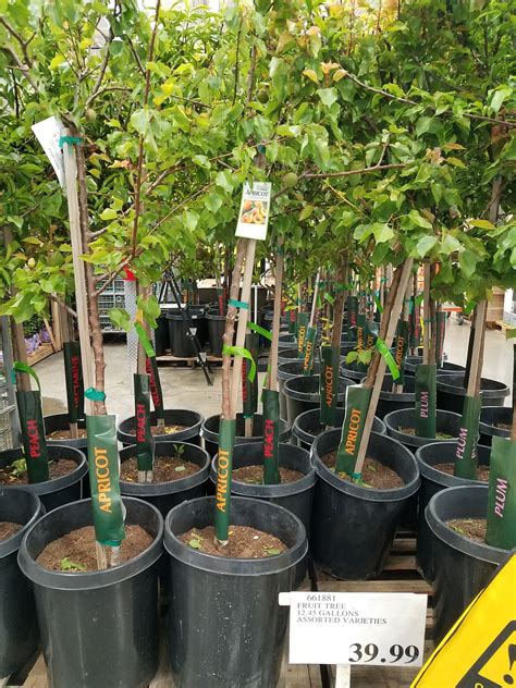 Costco trees. Products Available at Bower & Branch. Big Trees & Evergreens. Audubon® Native Trees & Plants. Arborvitae Hedge Bundles. DIY Garden Projects. 