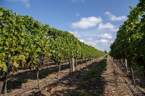 Costo de producción de uva de vinificar en mendoza. - Guida per l'utente ferro da stiro.