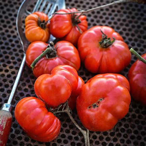 Costoluto Genovese Tomato Seeds Baker Creek Heirloom Seeds