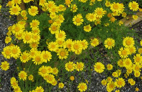 Cota tinctoria dyer&s chamomile /RHS Gardening