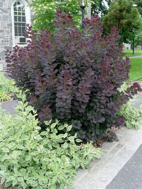 Cotinus coggygria smoke tree Shrubs/RHS Gardening