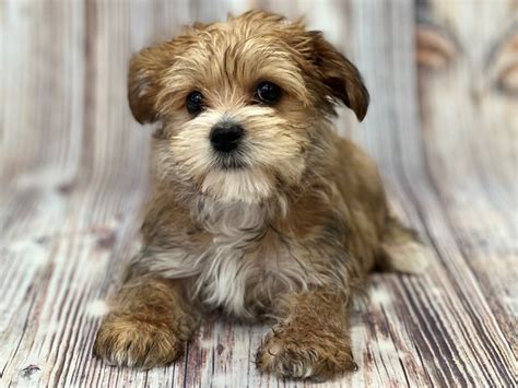 Coton Yorkie